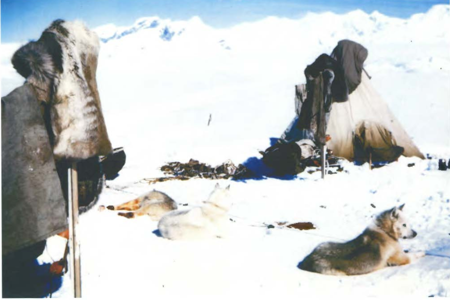 Georges De Giorgio American Antarctic Expedition Dogs